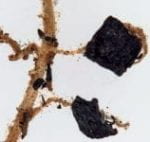 Picture of charcoal-like biochar attached to the roots of a plant
